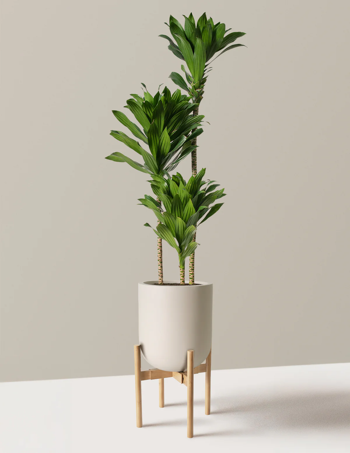Large Dracaena Compacta Cane - Image 24