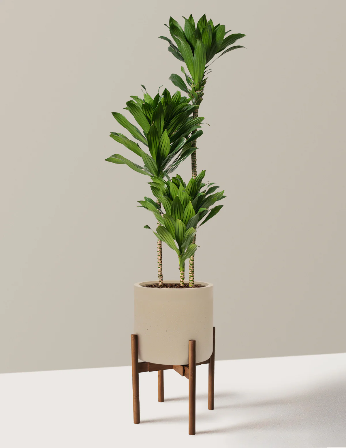 Large Dracaena Compacta Cane - Image 25
