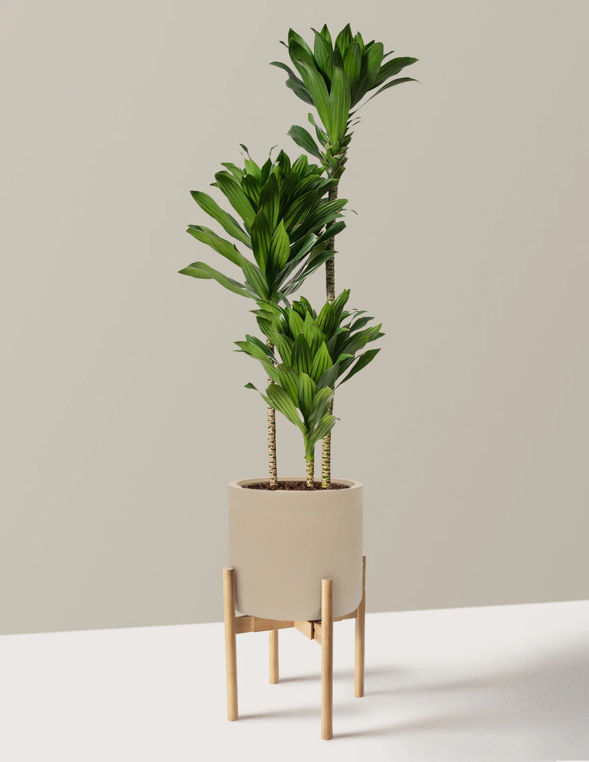 Large Dracaena Compacta Cane - Image 26