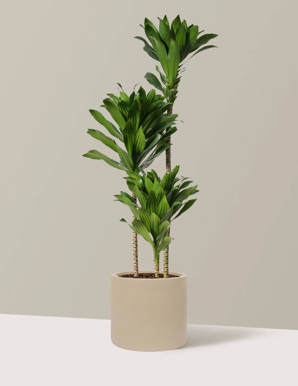 Large Dracaena Compacta Cane - Image 27
