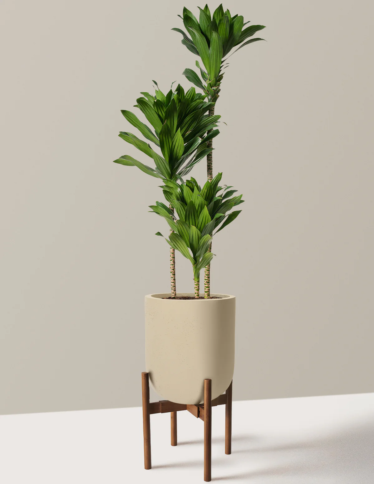 Large Dracaena Compacta Cane - Image 28