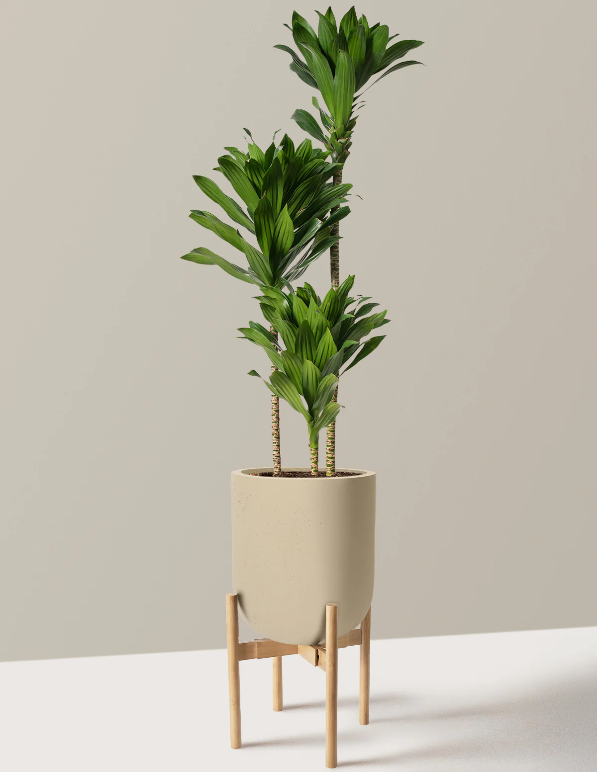 Large Dracaena Compacta Cane - Image 29