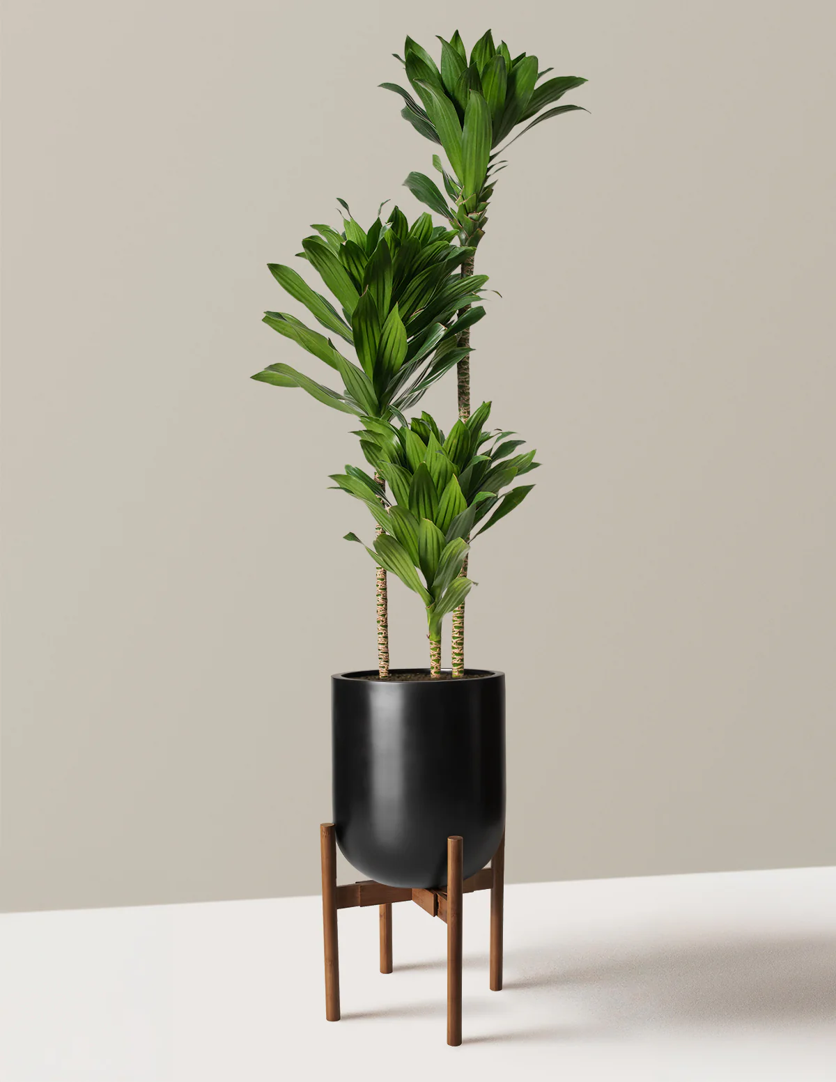 Large Dracaena Compacta Cane - Image 3
