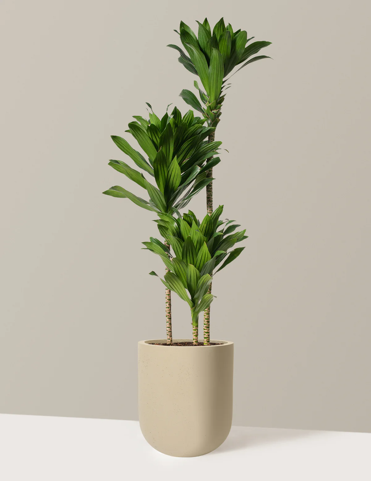 Large Dracaena Compacta Cane - Image 30