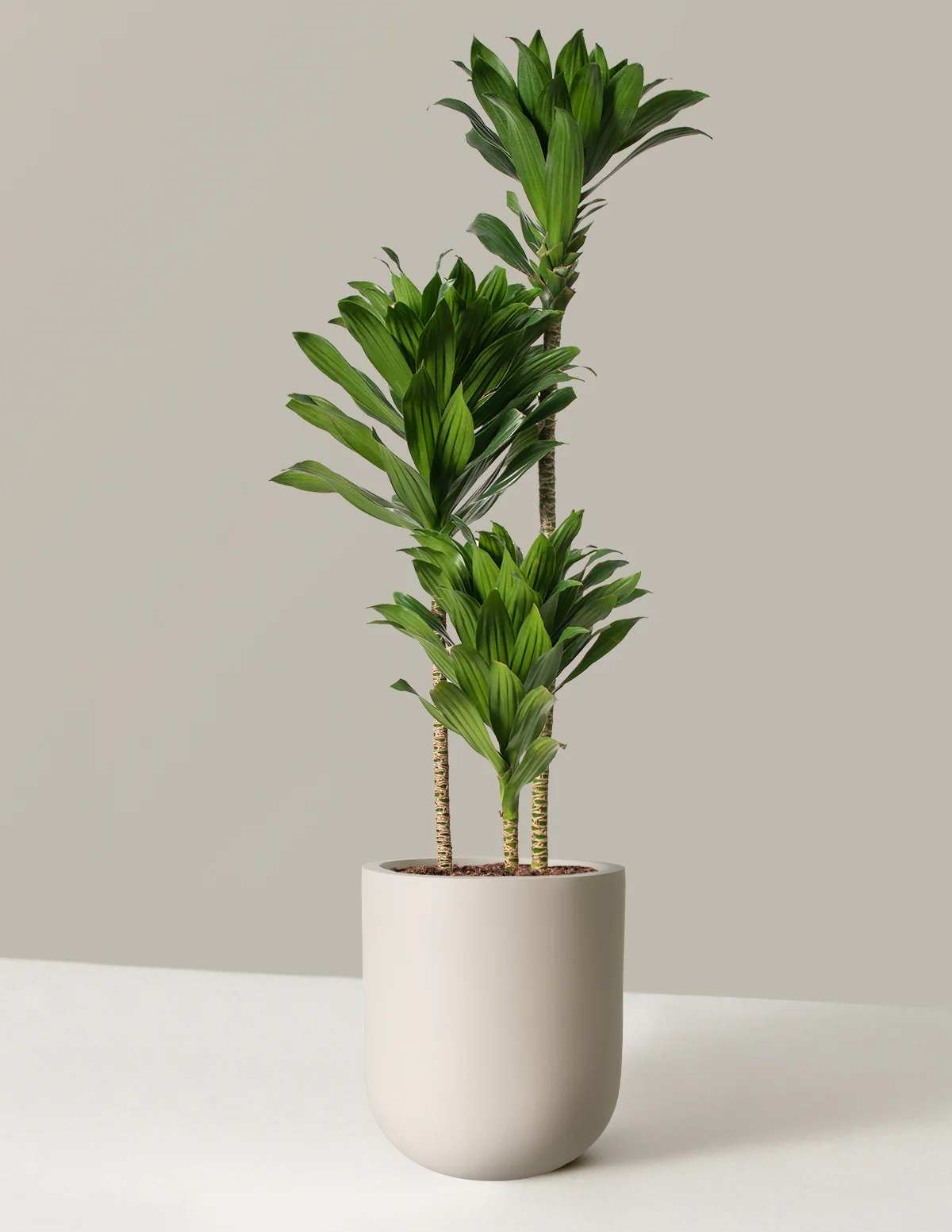 Large Dracaena Compacta Cane - Image 4