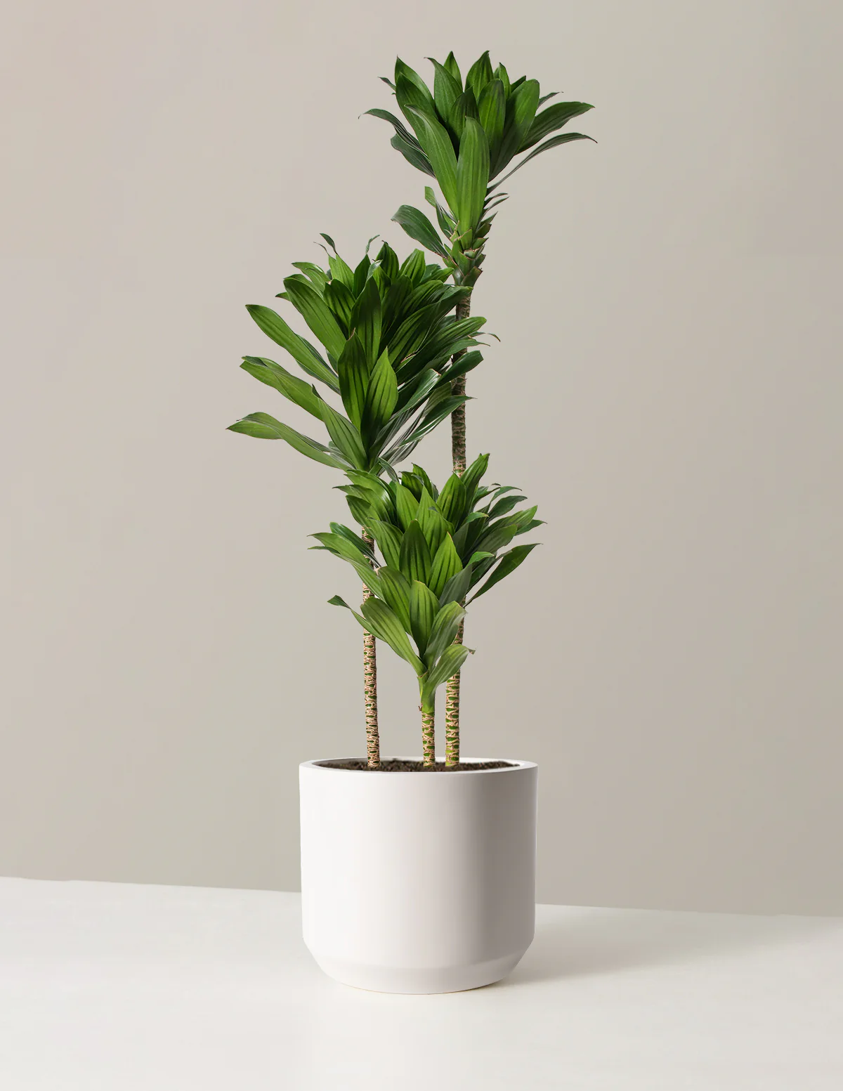 Large Dracaena Compacta Cane - Image 5