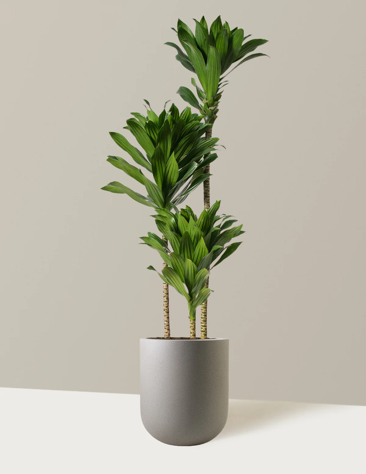 Large Dracaena Compacta Cane - Image 6