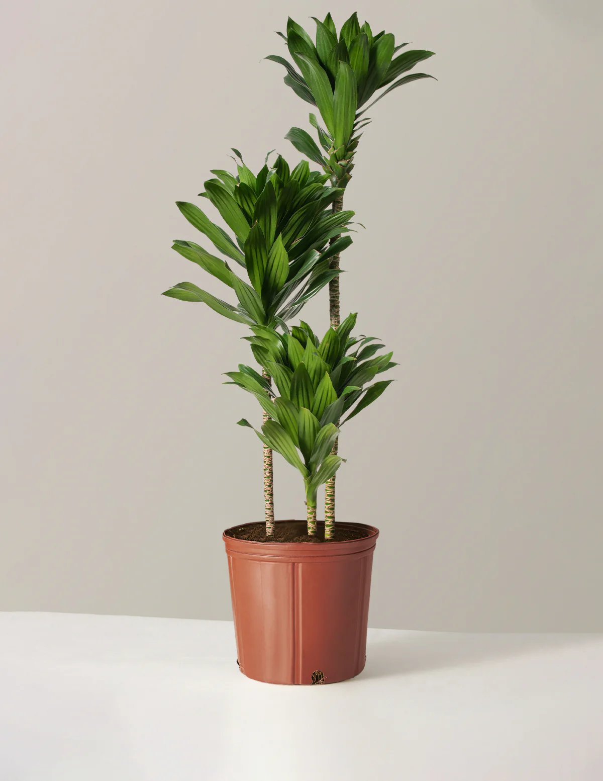 Large Dracaena Compacta Cane - Image 7