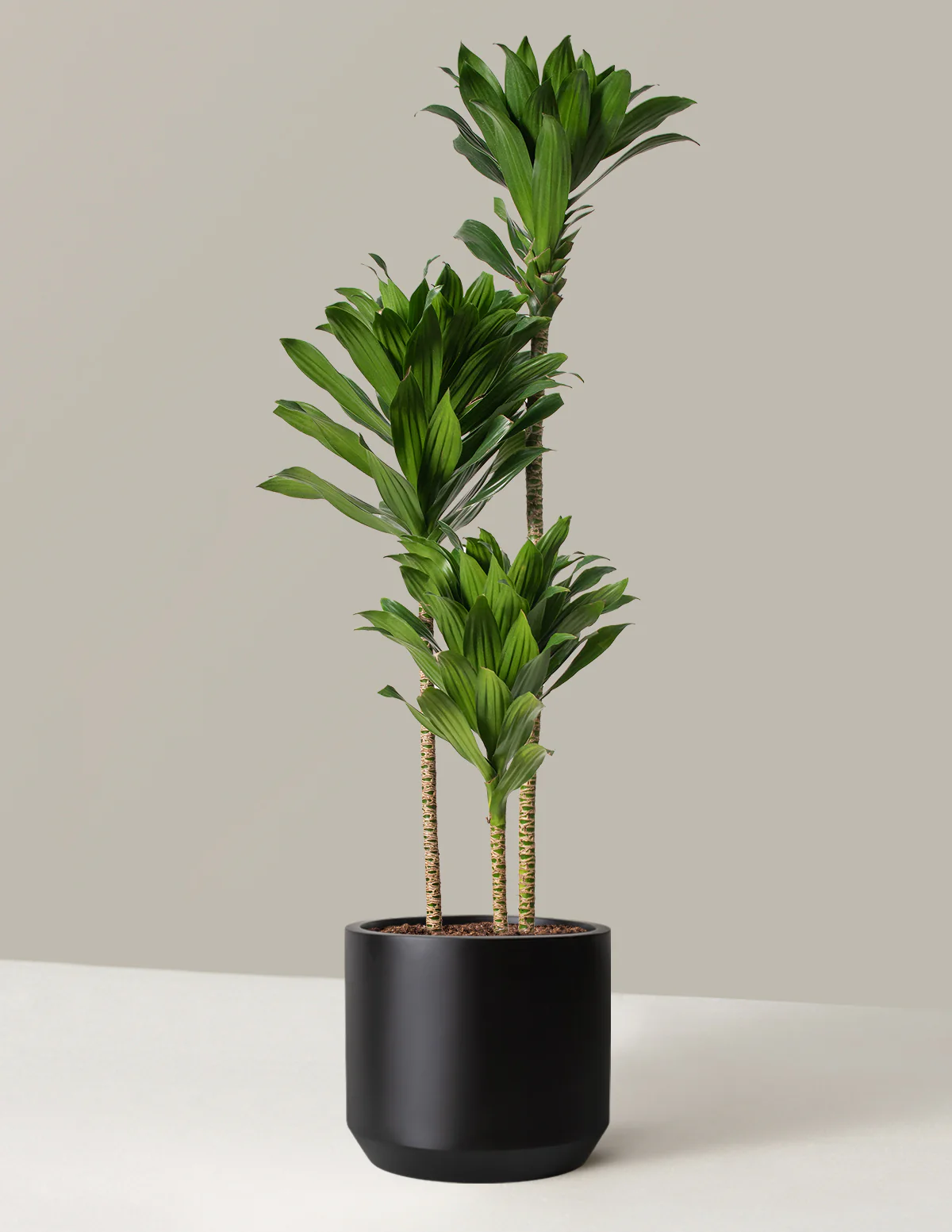 Large Dracaena Compacta Cane - Image 8