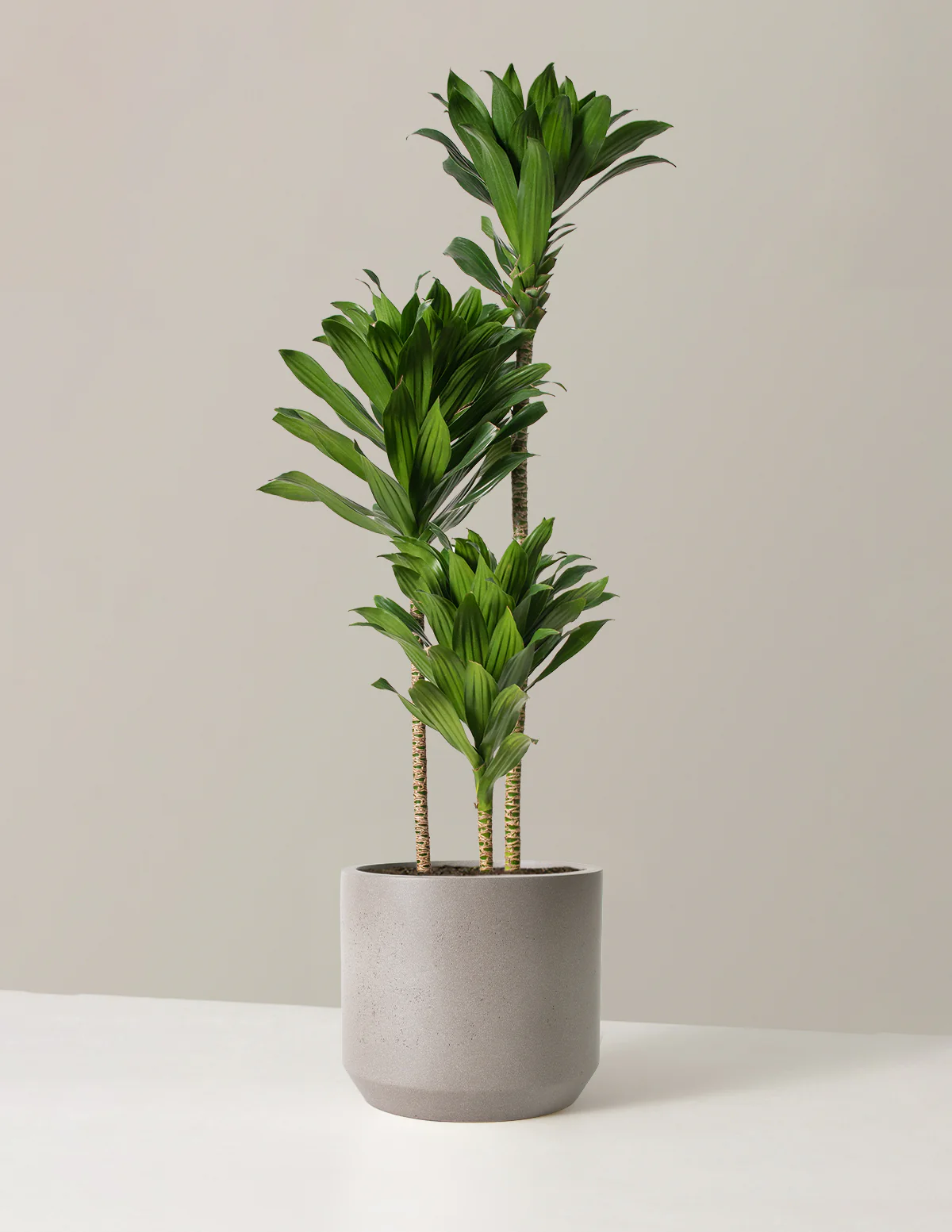 Large Dracaena Compacta Cane - Image 9