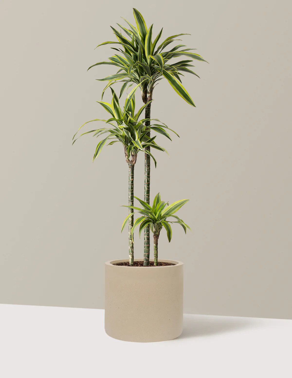 Large Dracaena Lemon Lime - Image 12