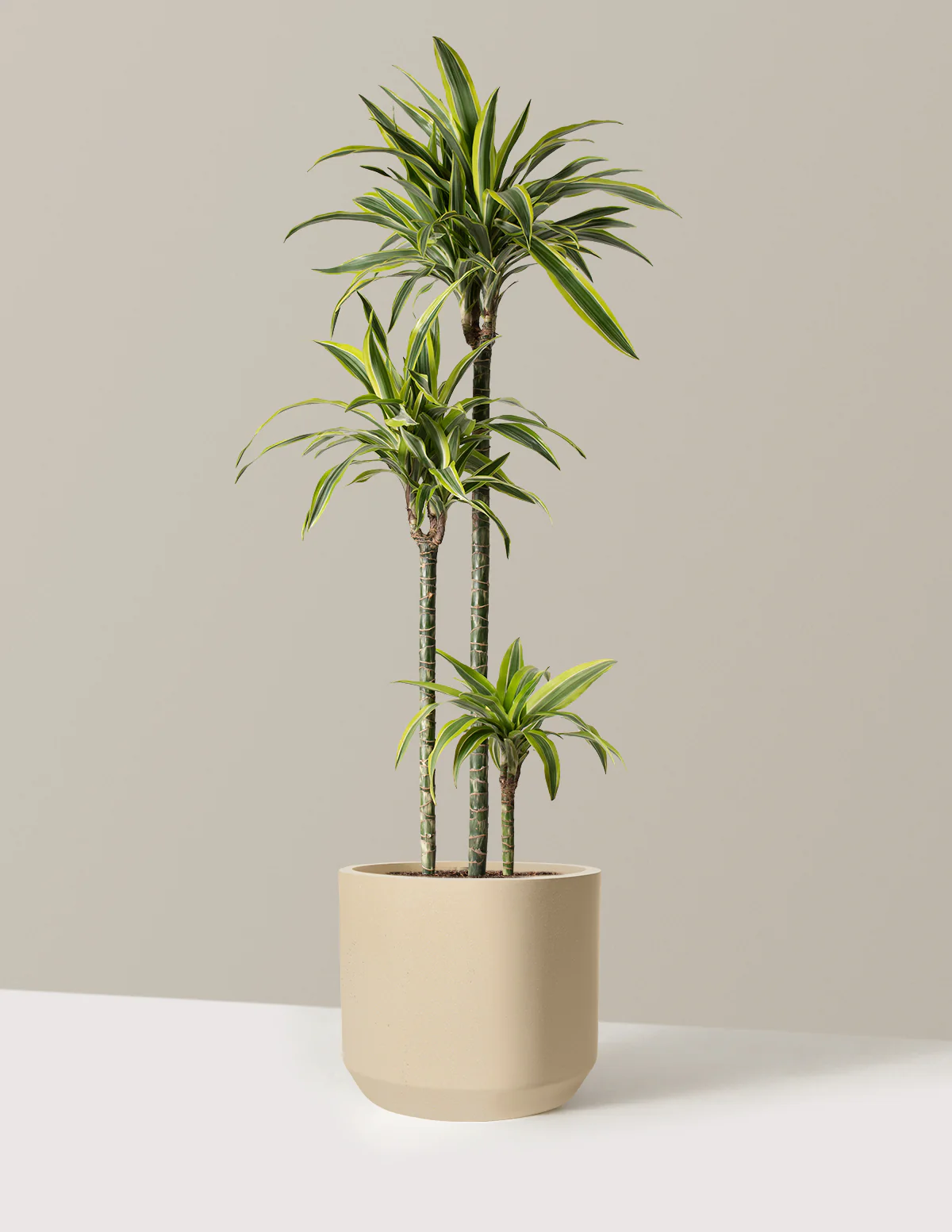 Large Dracaena Lemon Lime - Image 13