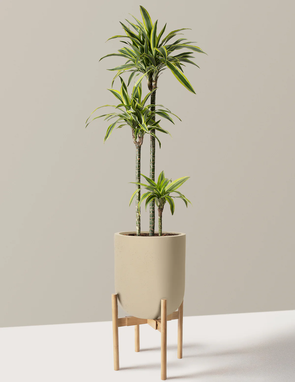 Large Dracaena Lemon Lime - Image 15