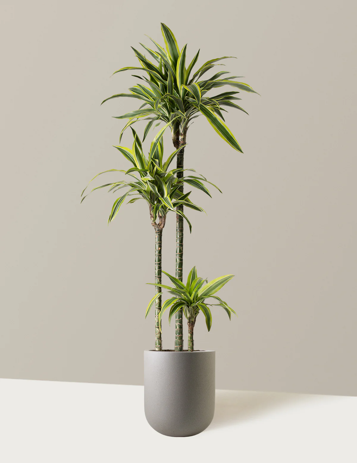 Large Dracaena Lemon Lime - Image 6
