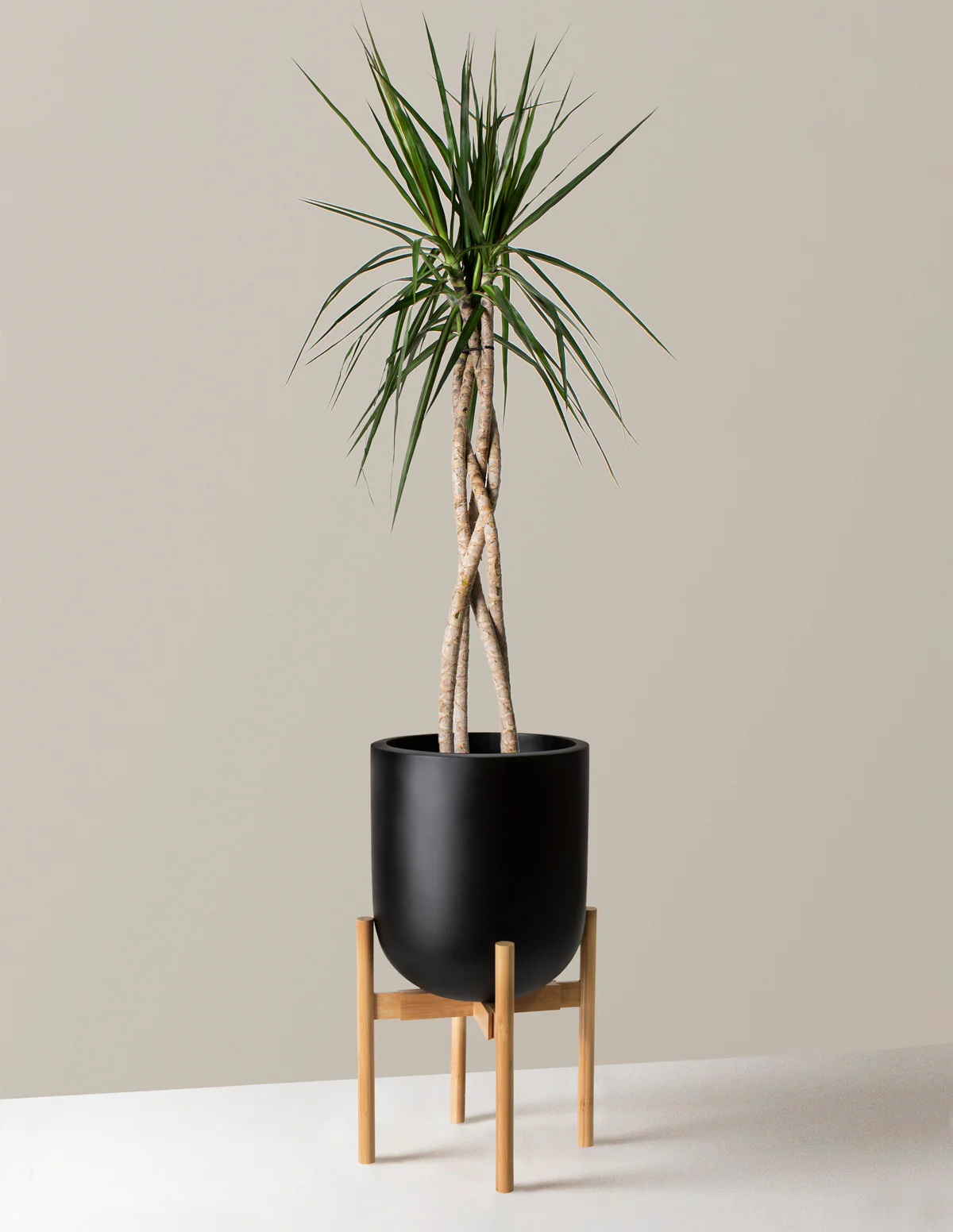 Dracaena Marginata Open Weave - Image 10