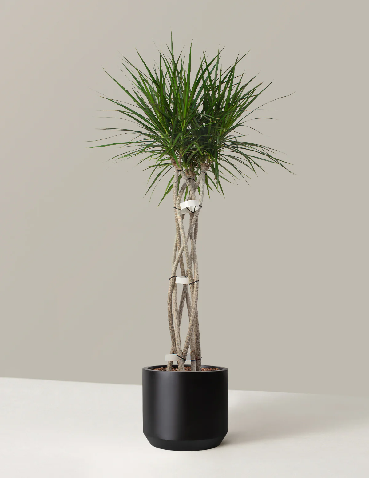 Dracaena Marginata Open Weave - Image 11