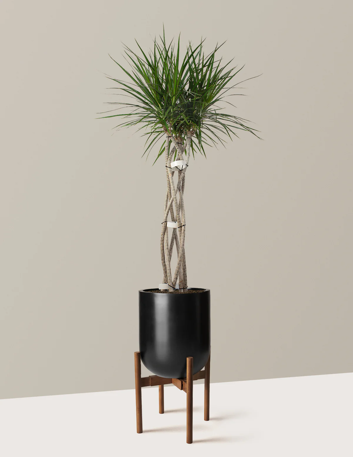 Dracaena Marginata Open Weave - Image 12