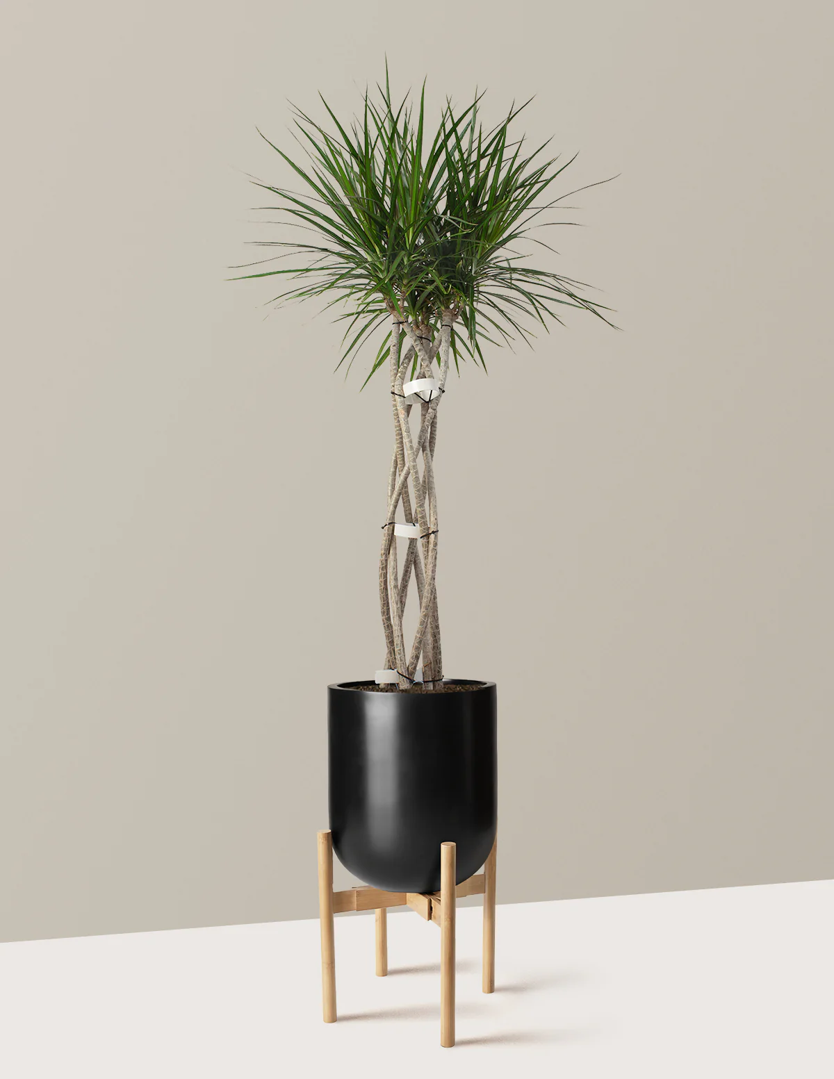 Dracaena Marginata Open Weave - Image 13