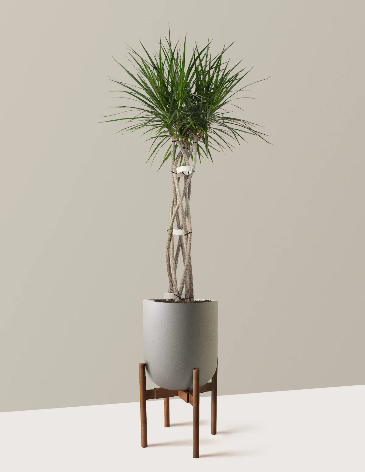 Dracaena Marginata Open Weave - Image 14
