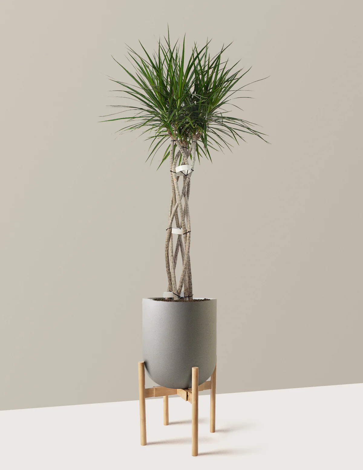 Dracaena Marginata Open Weave - Image 15