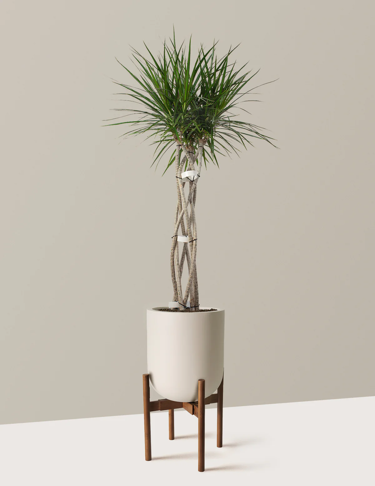 Dracaena Marginata Open Weave - Image 16
