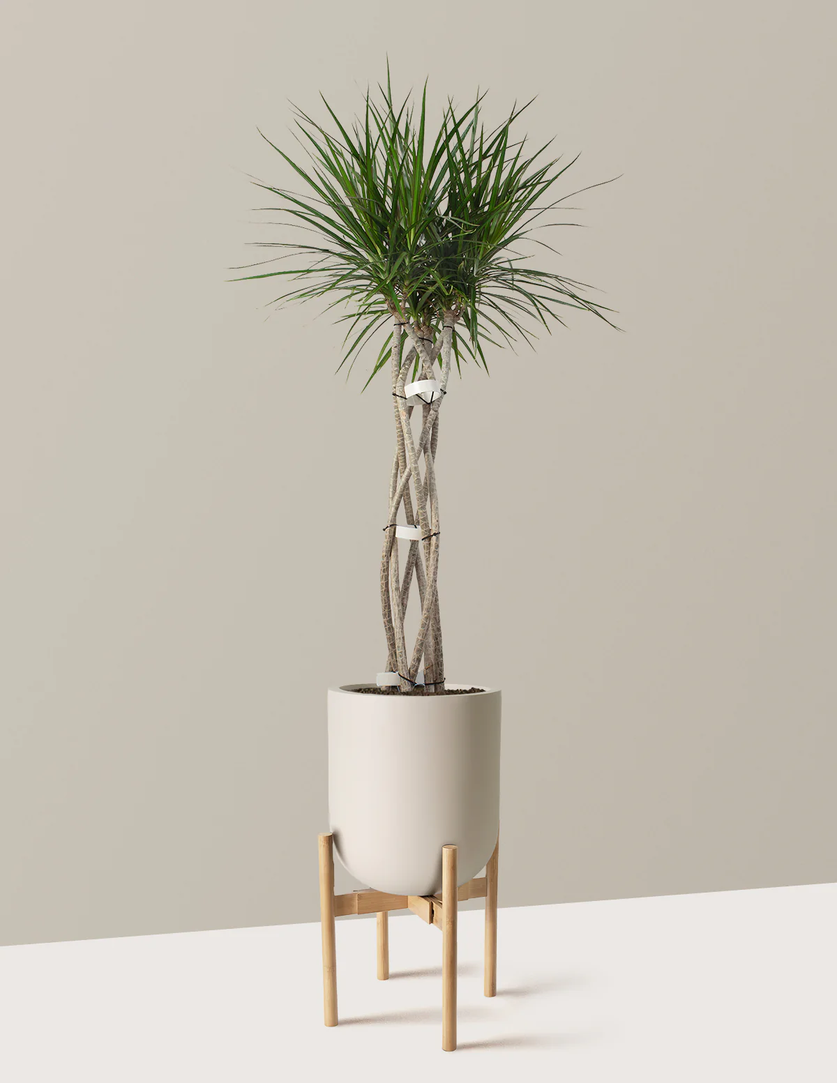 Dracaena Marginata Open Weave - Image 17