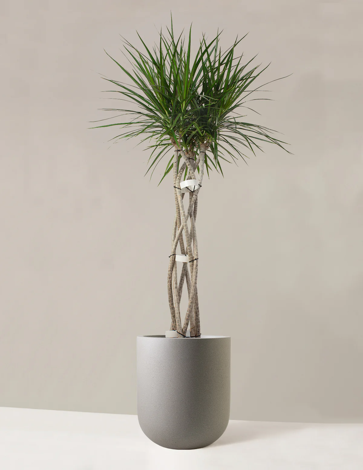 Dracaena Marginata Open Weave - Image 18