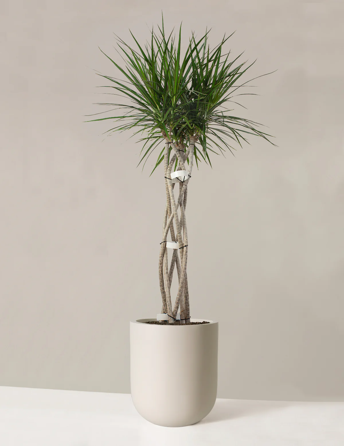 Dracaena Marginata Open Weave - Image 19