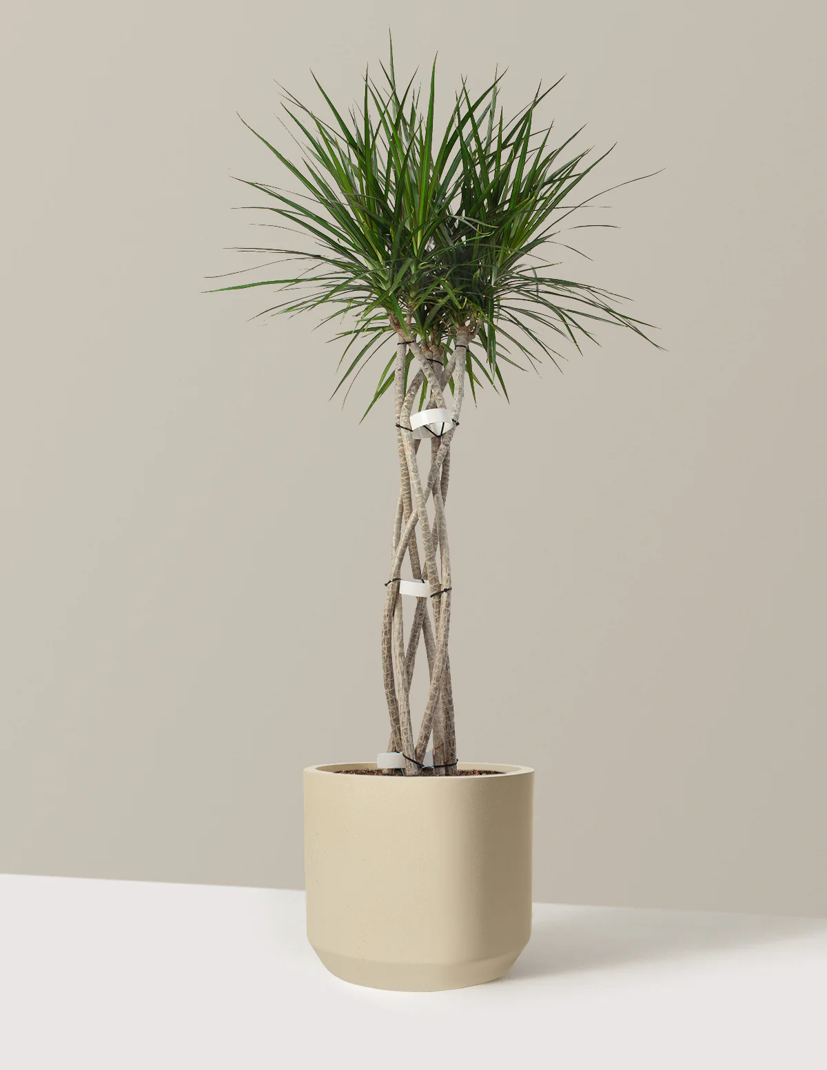Dracaena Marginata Open Weave - Image 21