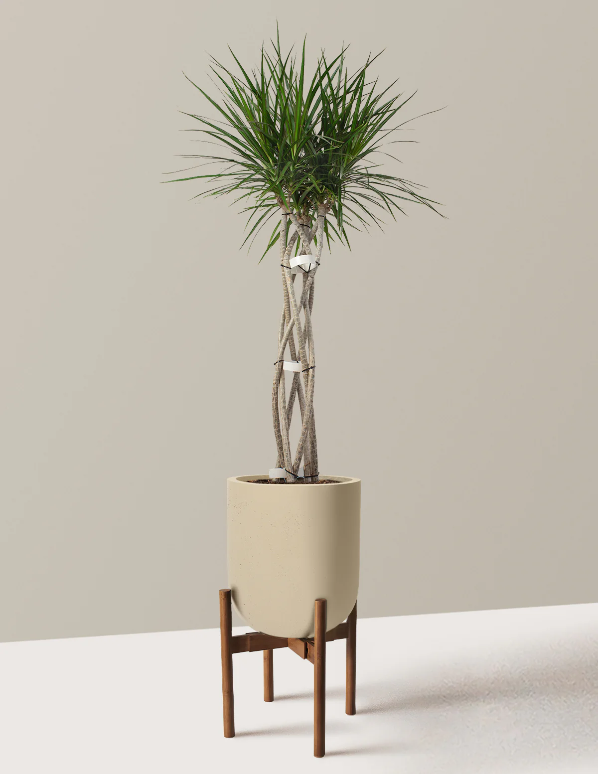 Dracaena Marginata Open Weave - Image 22