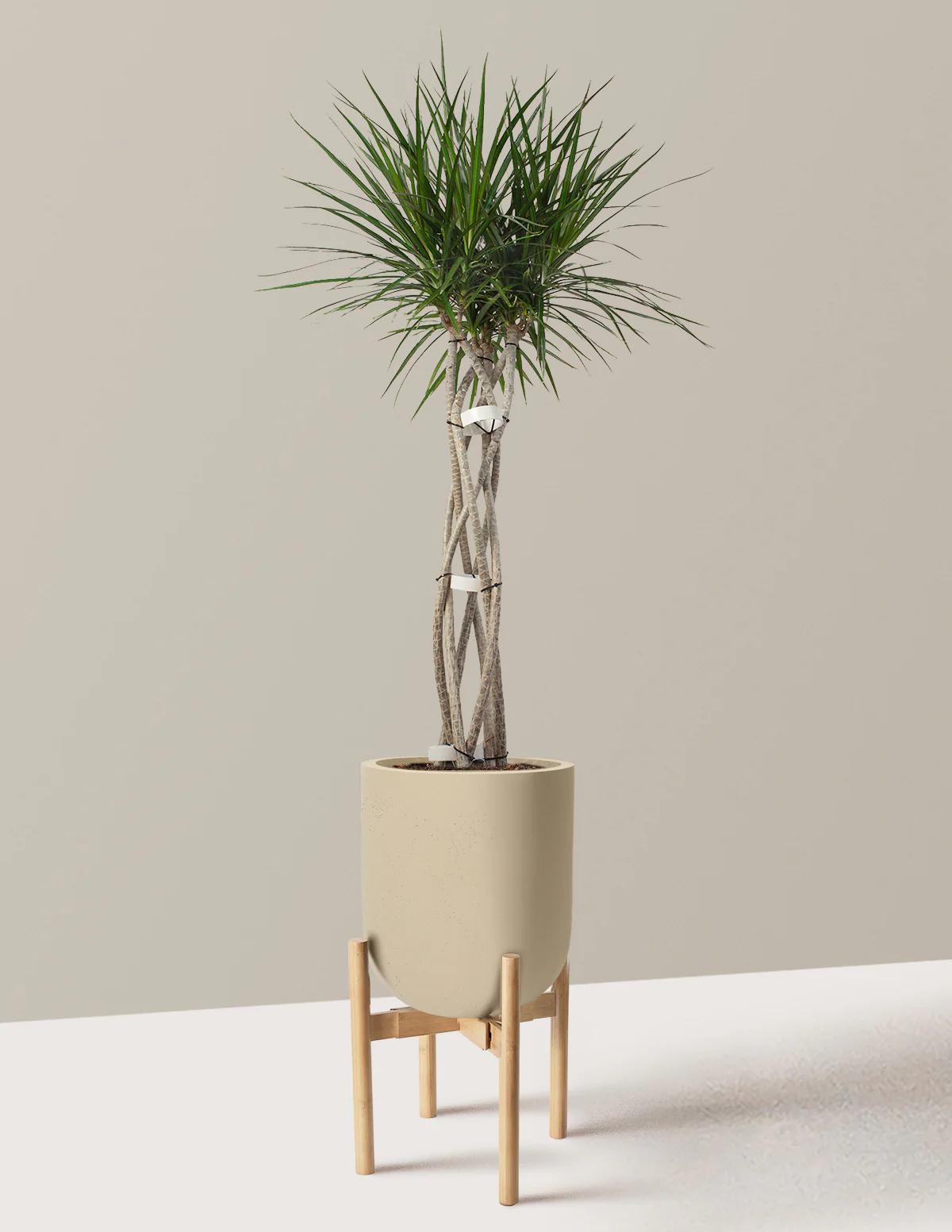 Dracaena Marginata Open Weave - Image 23