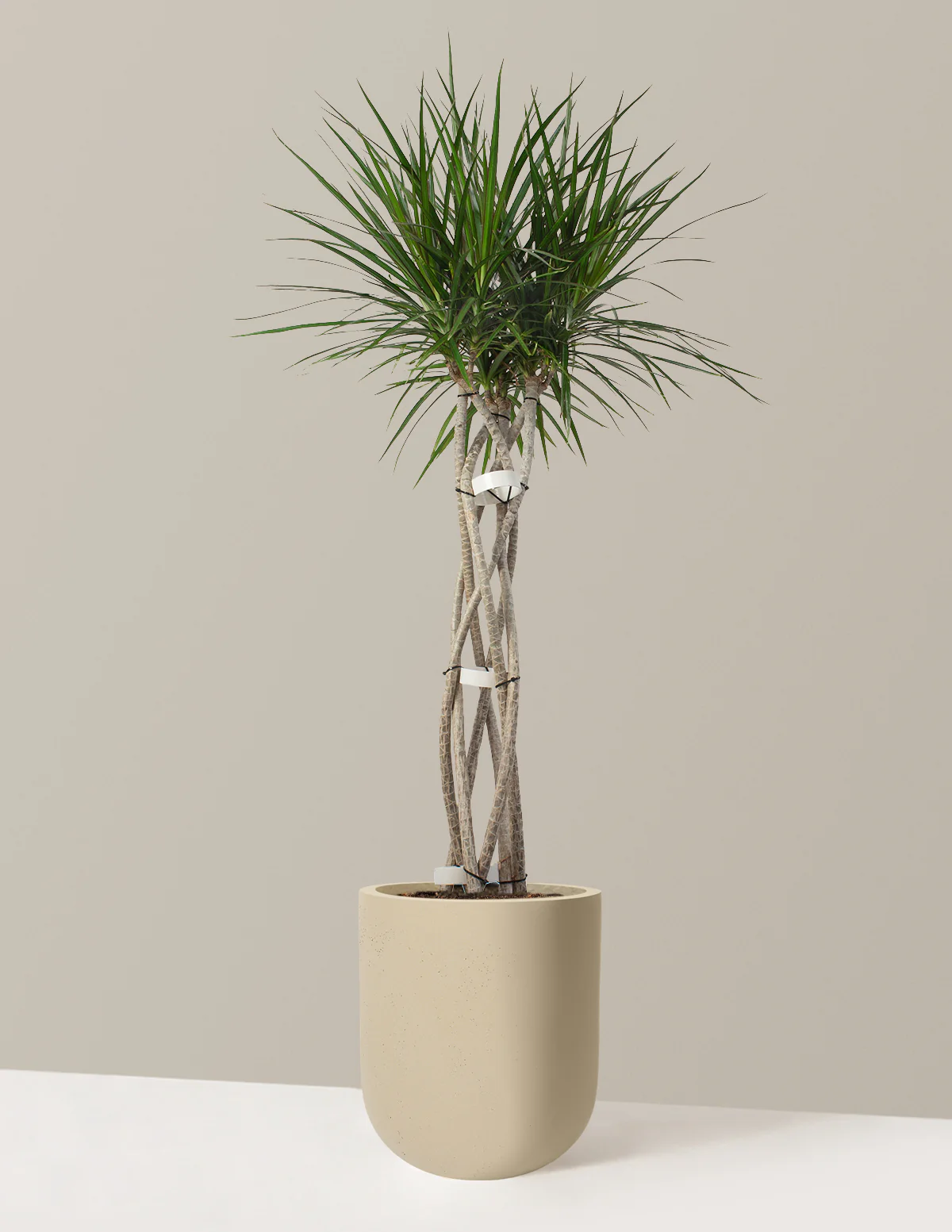 Dracaena Marginata Open Weave - Image 24