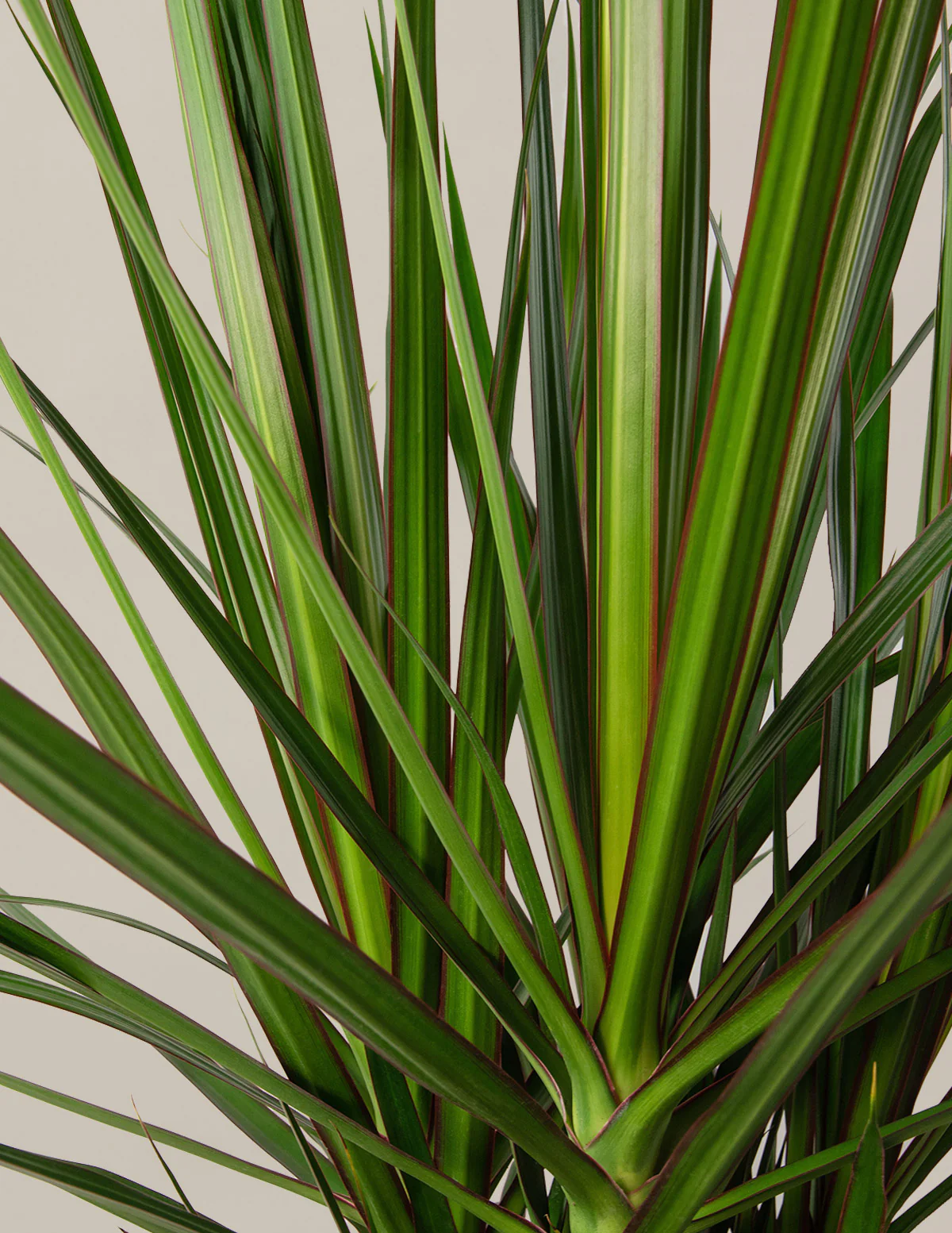 Dracaena Marginata Open Weave - Image 3