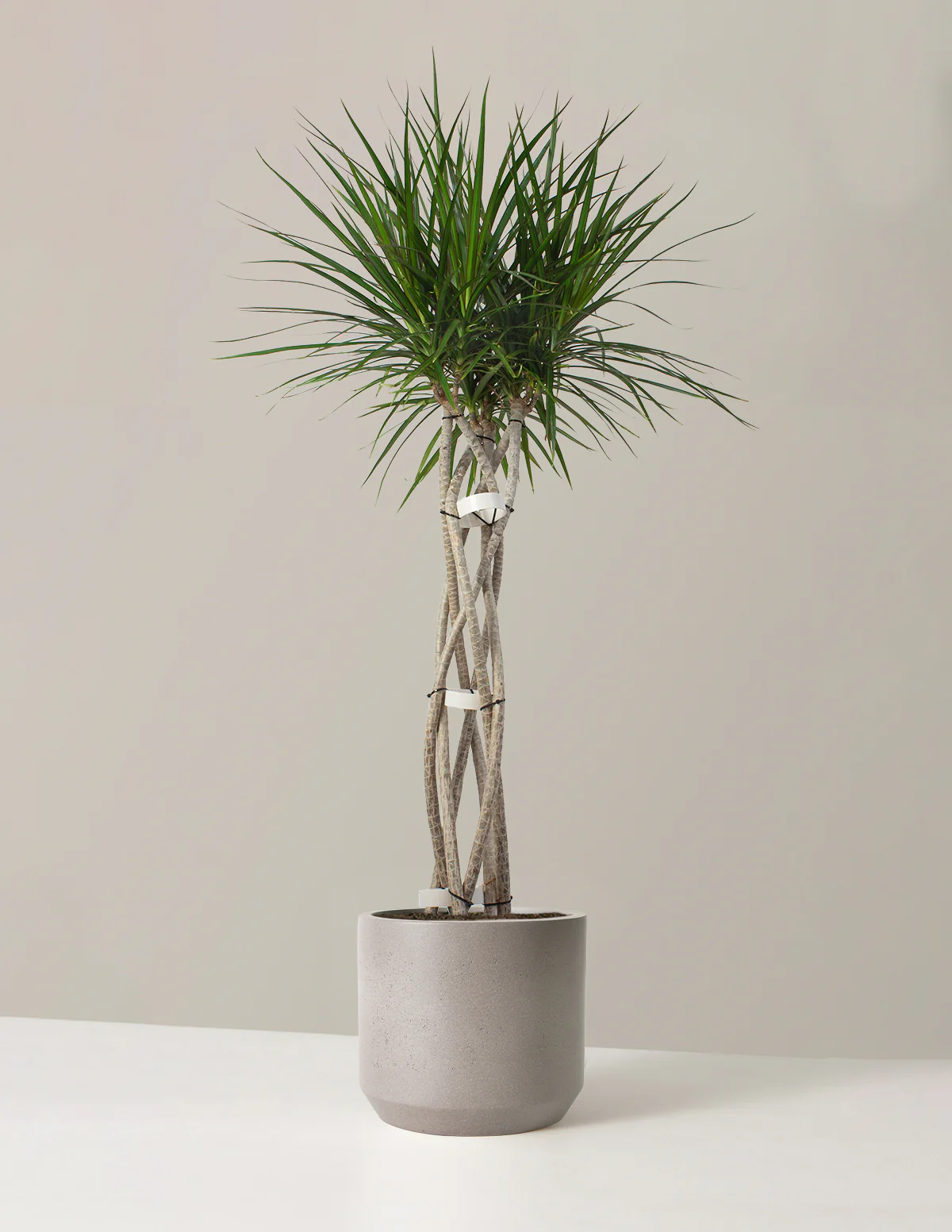 Dracaena Marginata Open Weave - Image 6