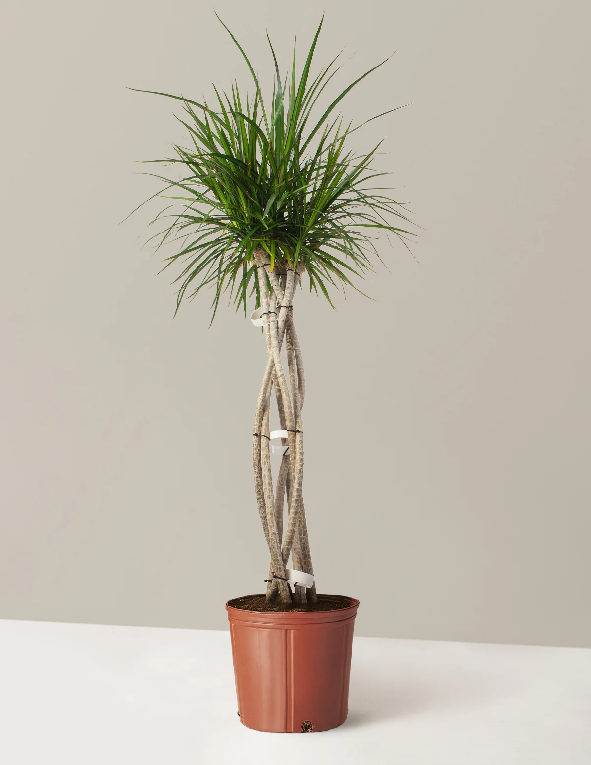 Dracaena Marginata Open Weave - Image 7