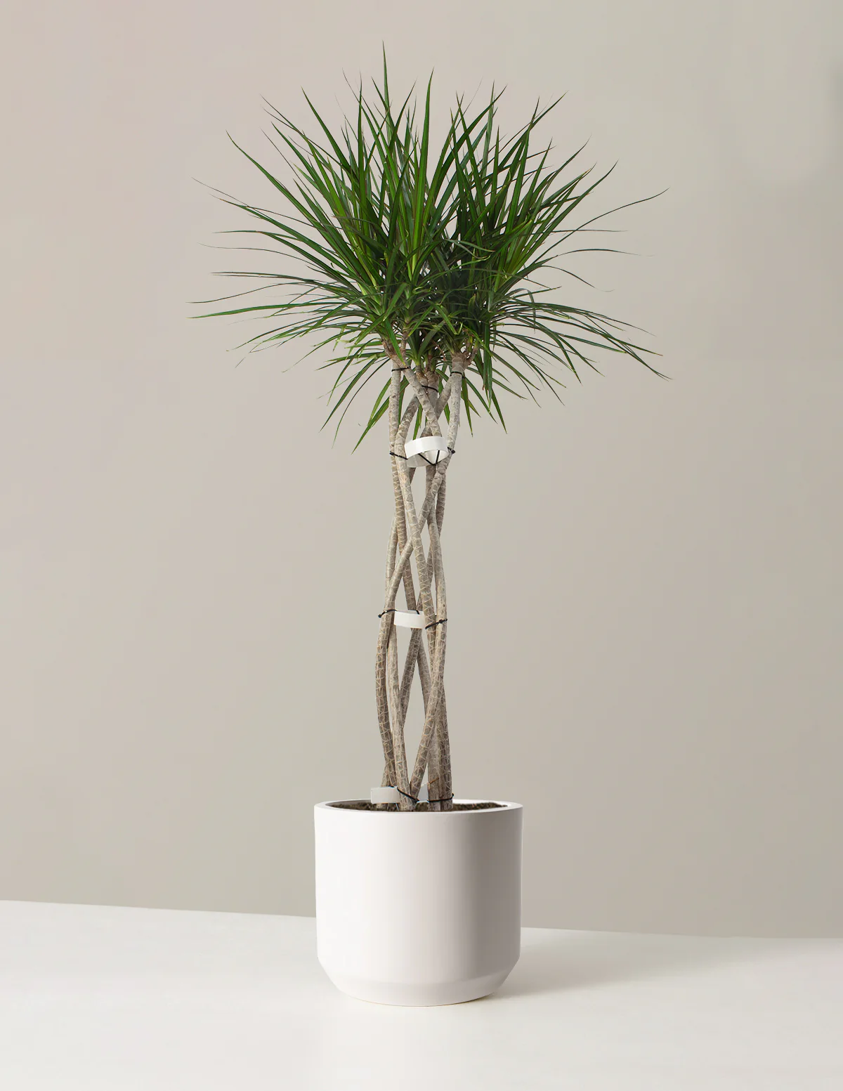 Dracaena Marginata Open Weave - Image 8
