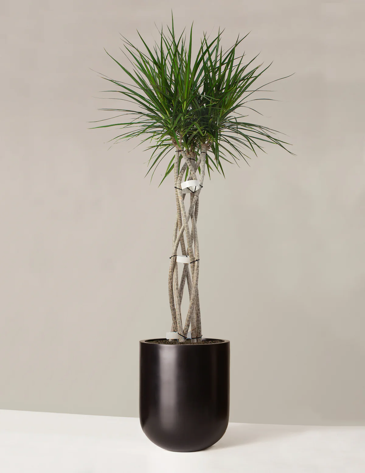 Dracaena Marginata Open Weave - Image 9