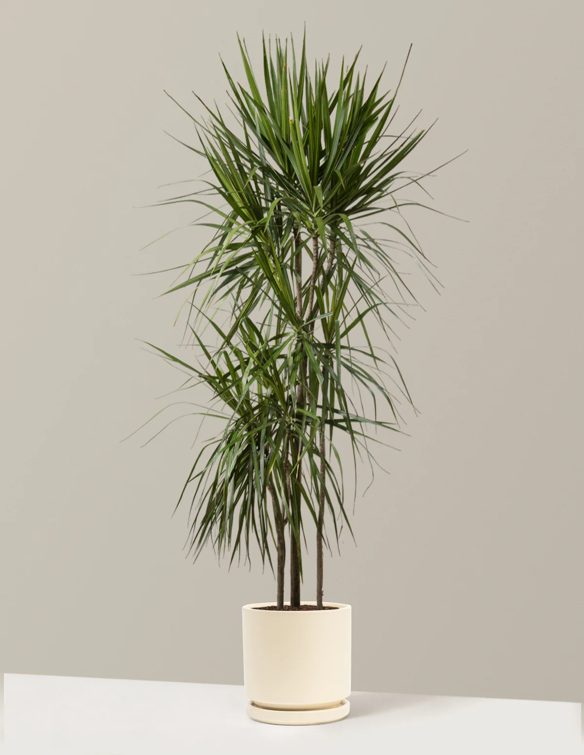 Dracaena Marginata Tree - Image 11