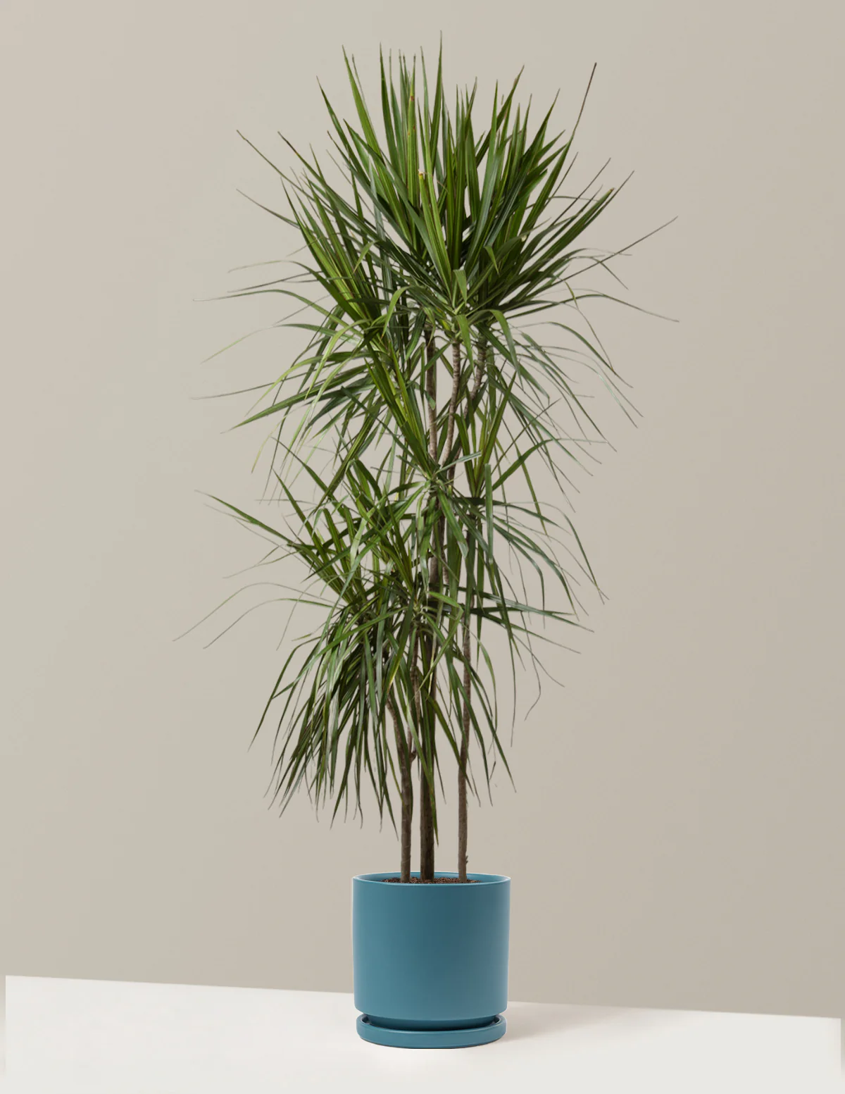 Dracaena Marginata Tree - Image 12
