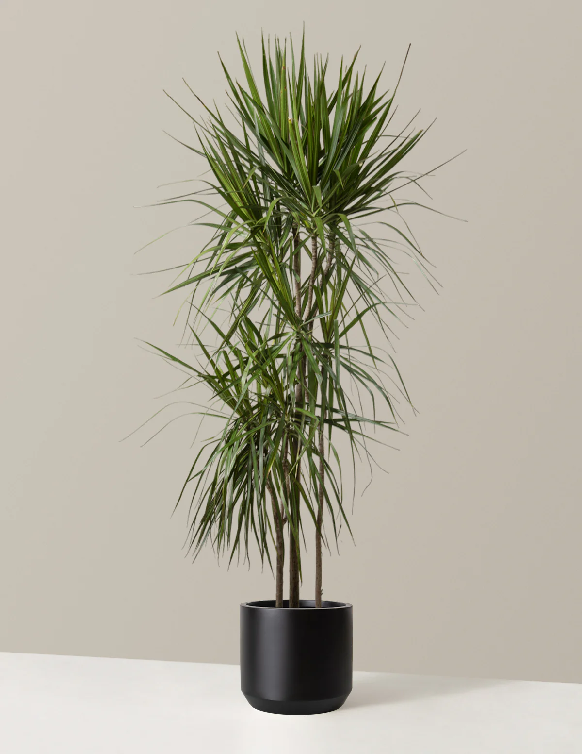 Dracaena Marginata Tree - Image 3