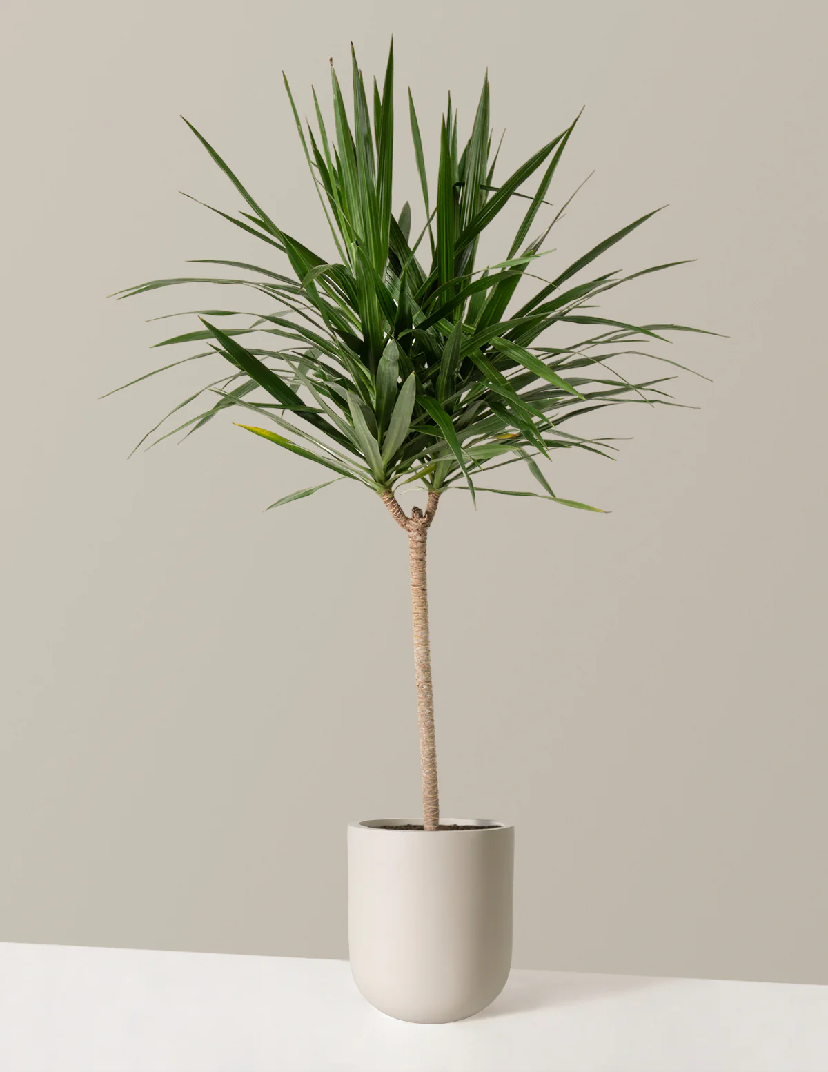 Large Dracaena Tarzan - Image 3