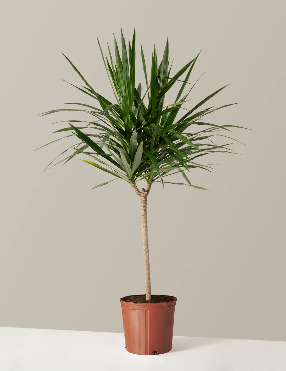 Large Dracaena Tarzan - Image 4