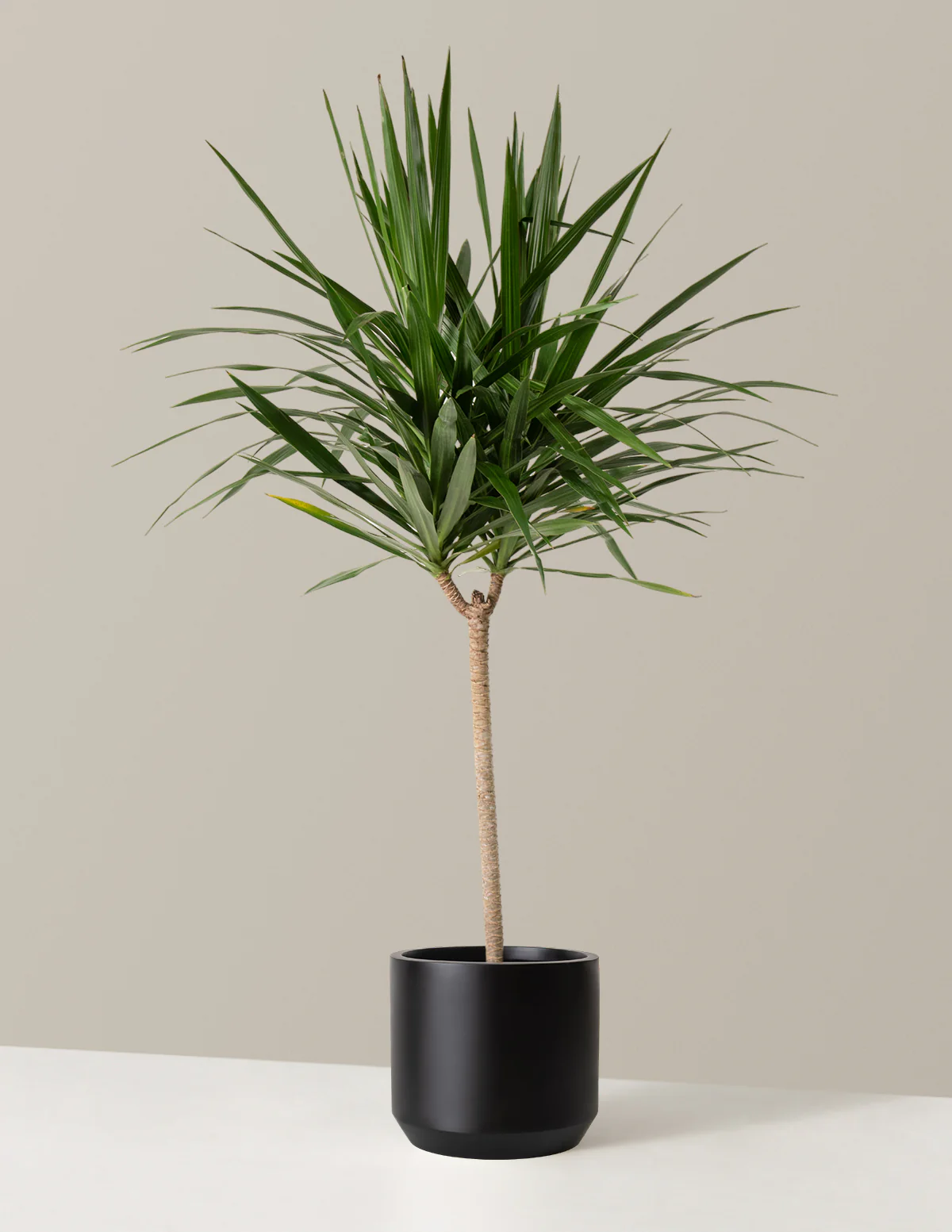 Large Dracaena Tarzan - Image 5