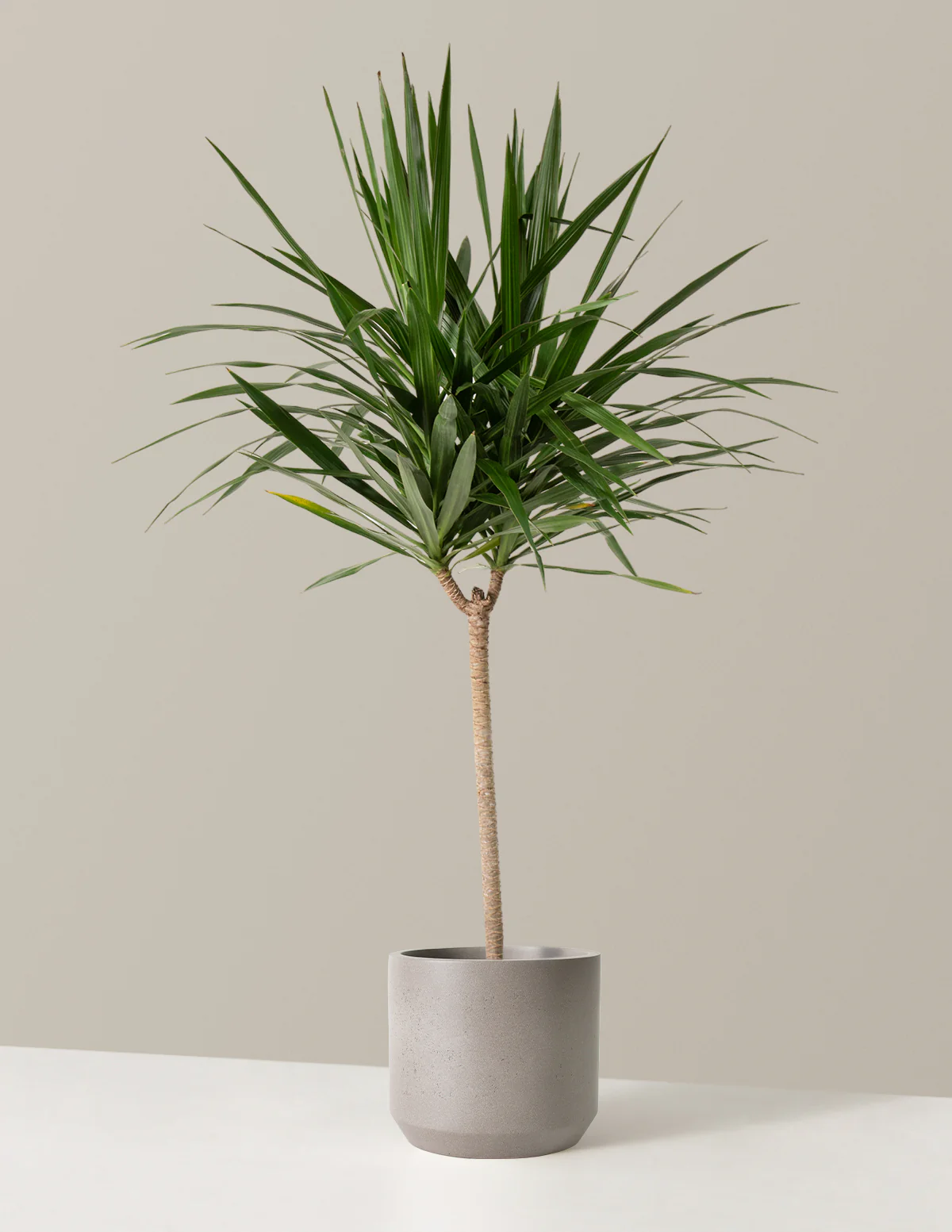 Large Dracaena Tarzan - Image 6