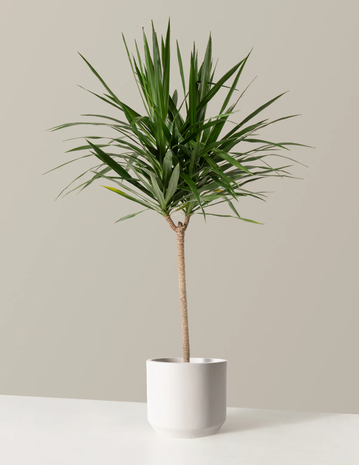 Large Dracaena Tarzan - Image 7