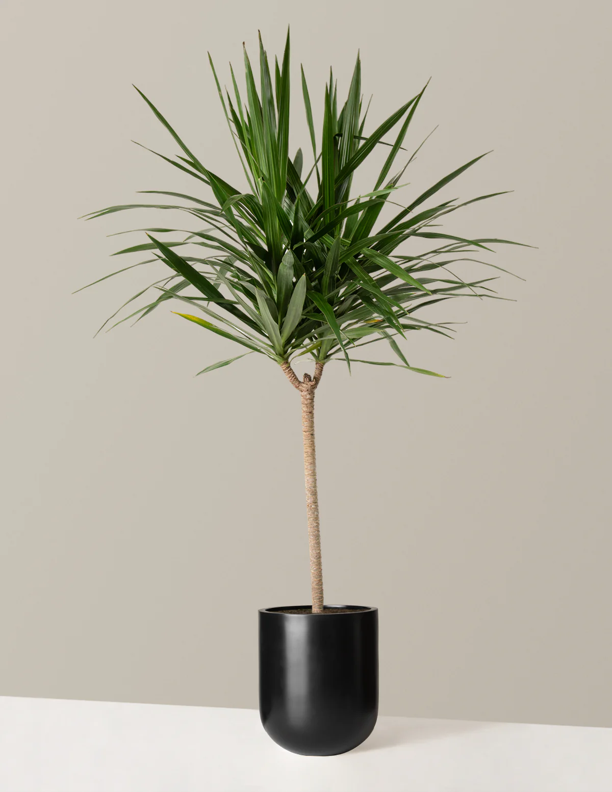 Large Dracaena Tarzan - Image 8