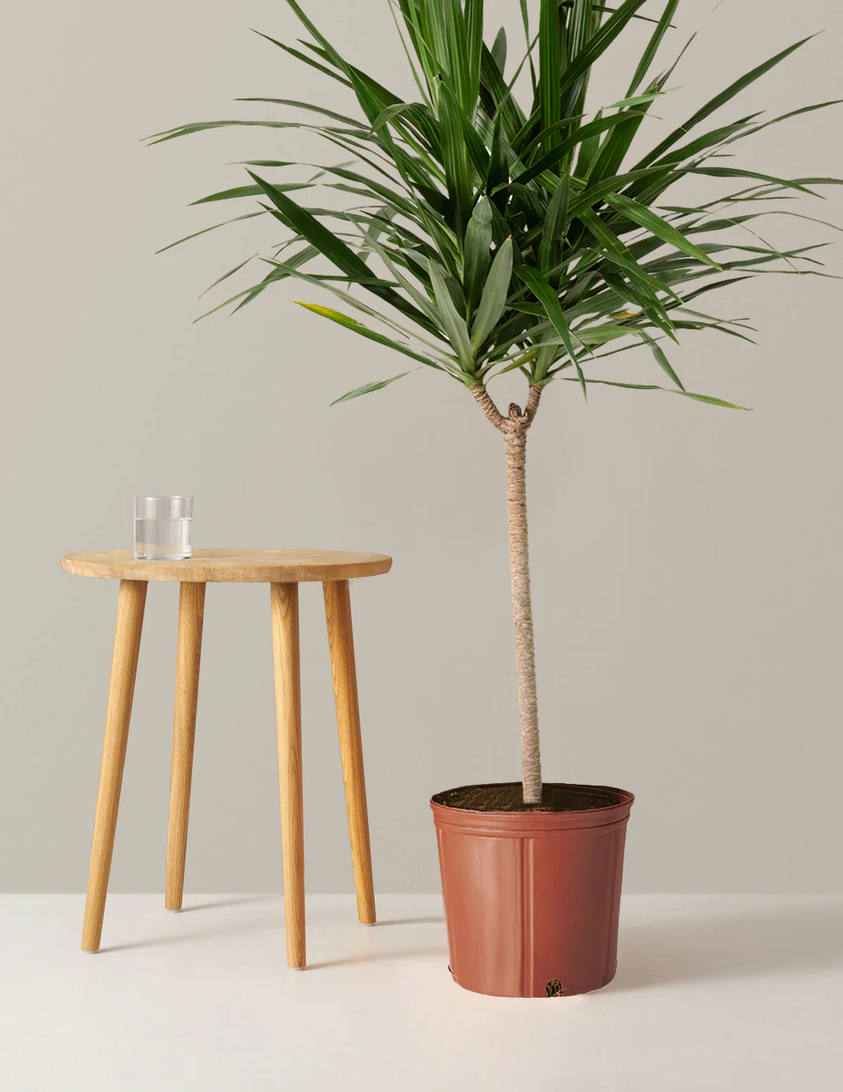 Large Dracaena Tarzan - Image 9