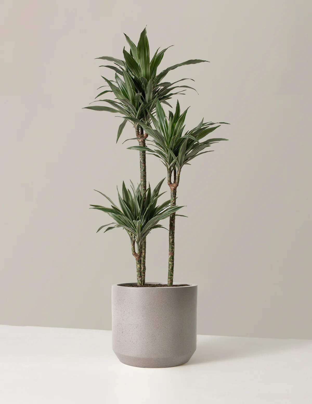 Large Dracaena Warneckii - Image 10