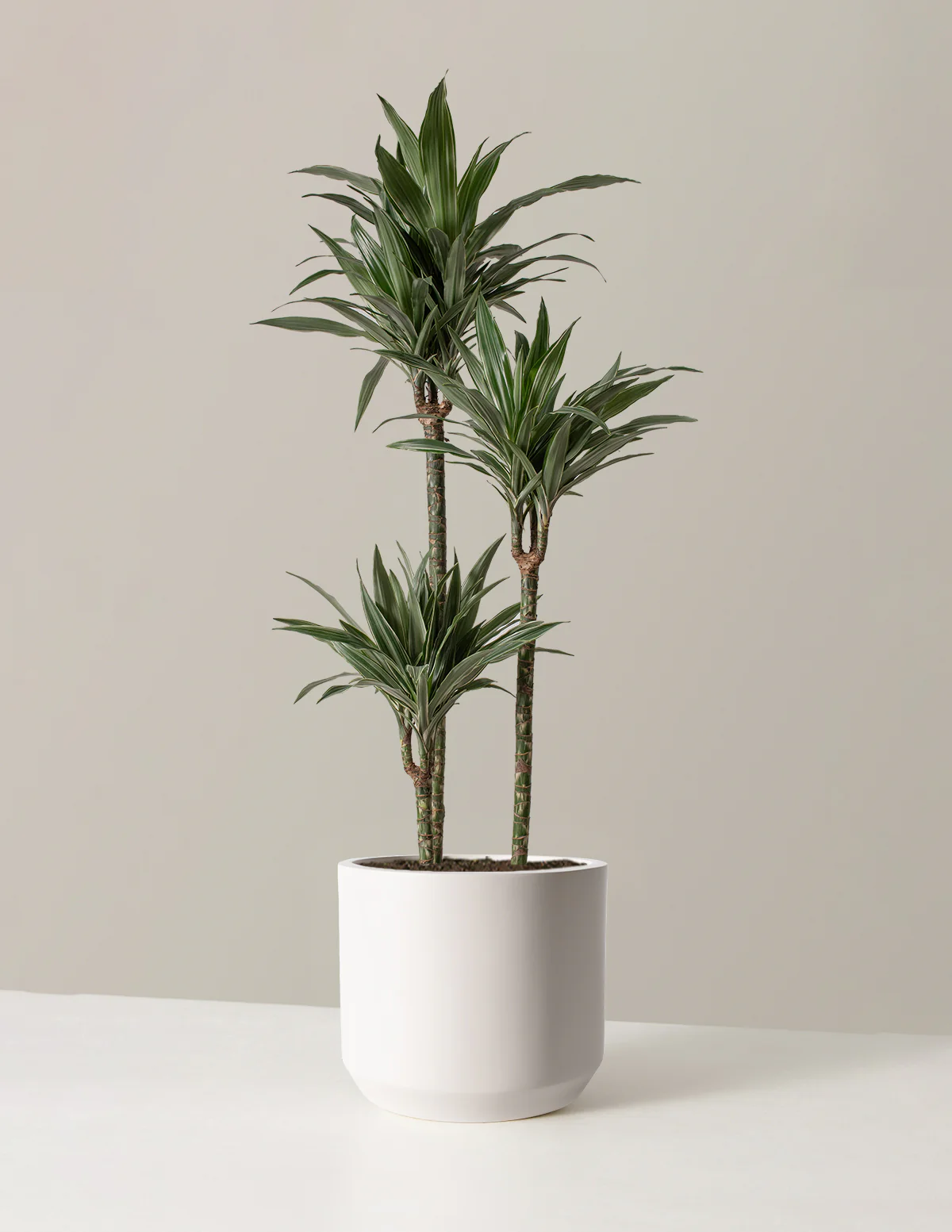 Large Dracaena Warneckii - Image 11