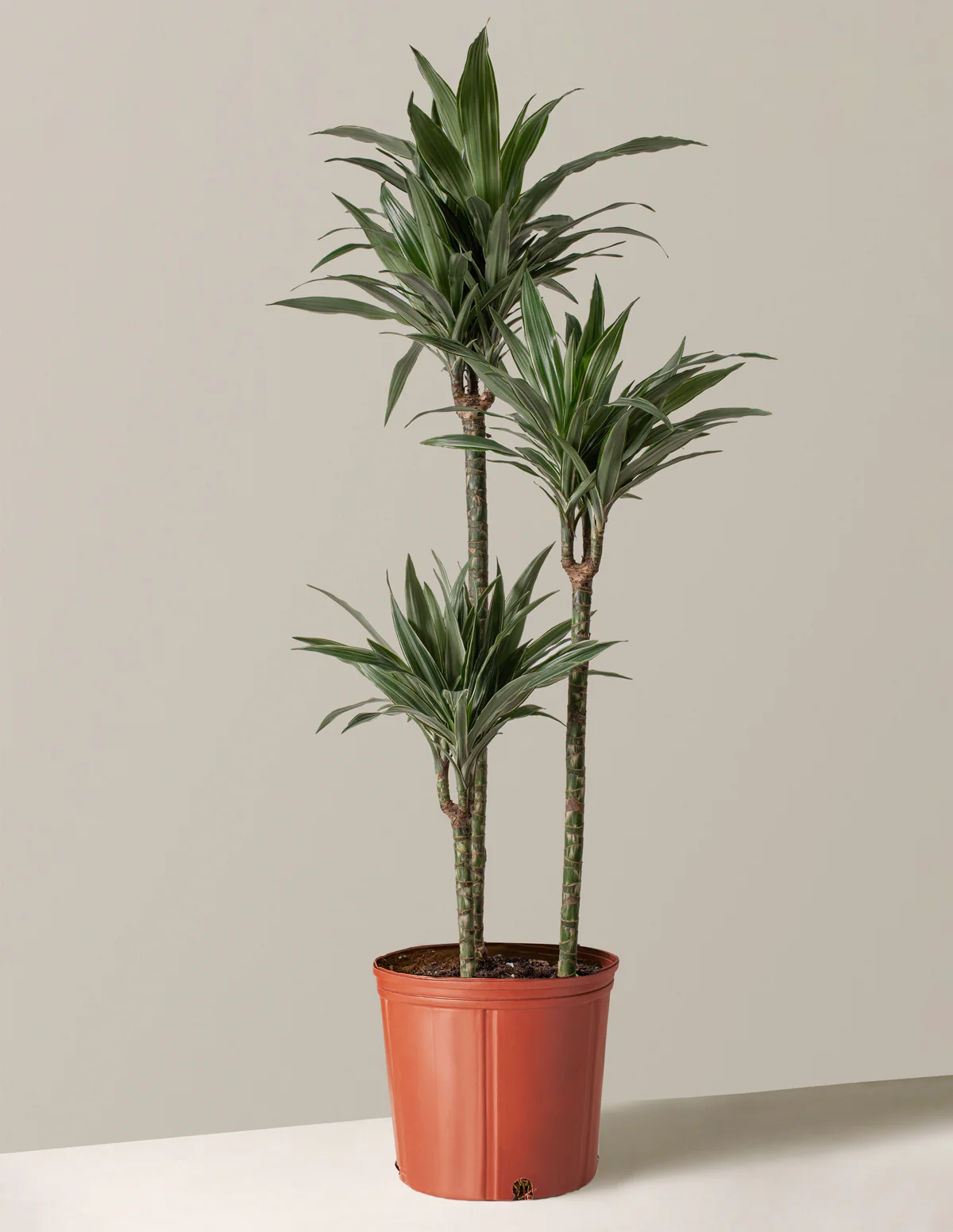 Large Dracaena Warneckii - Image 12